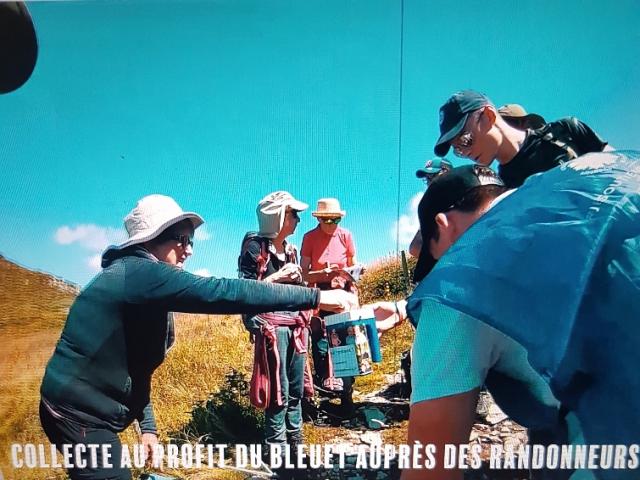 Collecte du Bleuet dans le Cantal